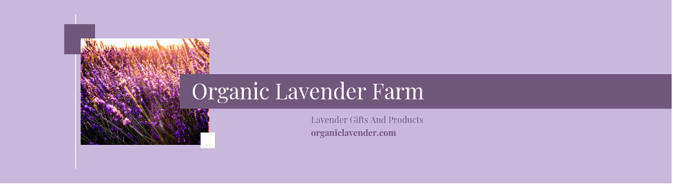 LAVENDER FARM YOUTUBE BANNER TEMPLATE